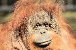 Gdask - Zoo - orangutan