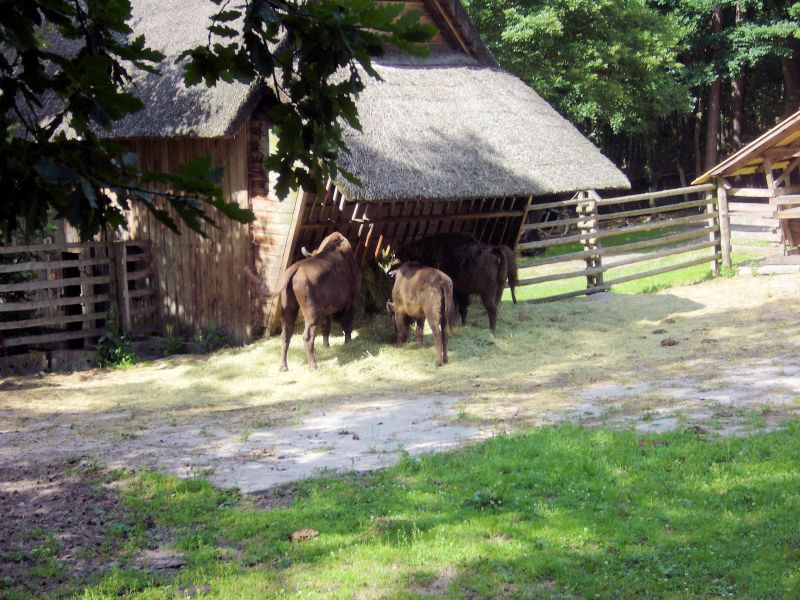 Komandor - wycieczka do Woliskiego Parku Narodowego - Midzyzdroje - Zagroda Pokazowa ubrw