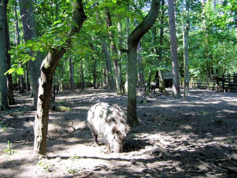 Grd Piastw - wycieczka do Woliskiego Parku Narodowego - Midzyzdroje - Zagroda Pokazowa ubrw - dziki