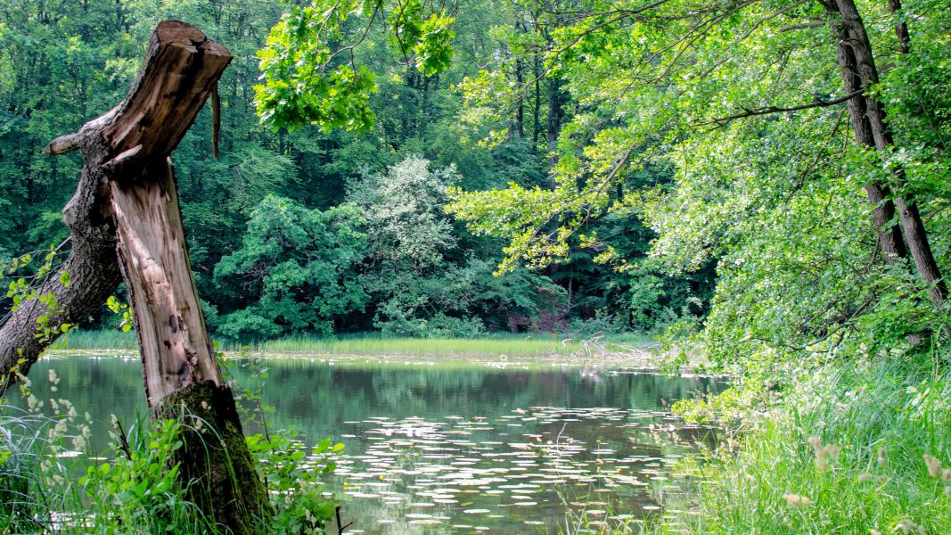 Poczyn Zdrj - Drawski Park Krajobrazowy