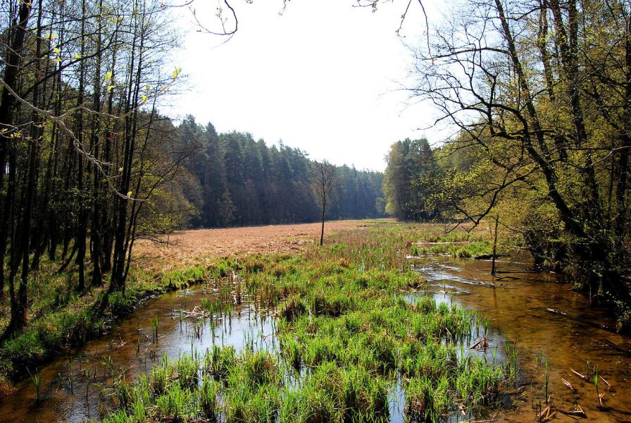 Tuchola - Tucholski Park Krajobrazowy - Nad Stk