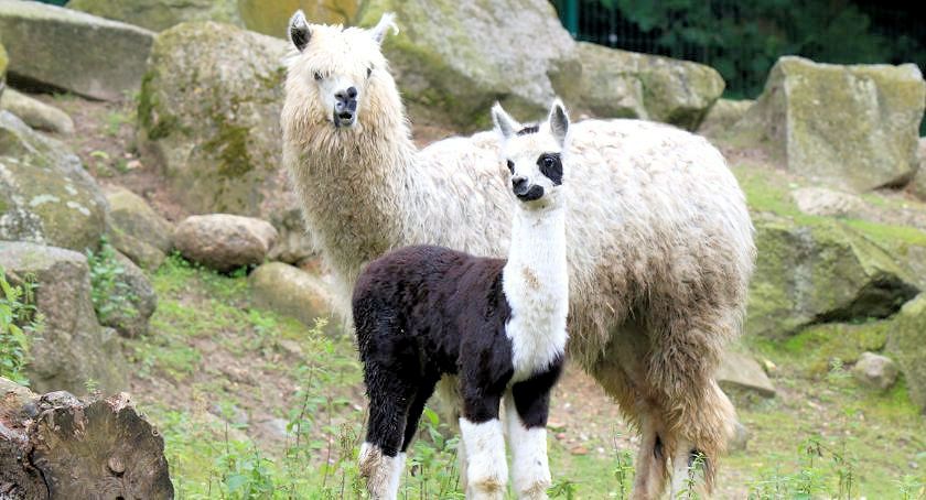 Bursa Gdaska - Zoo w Gdasku