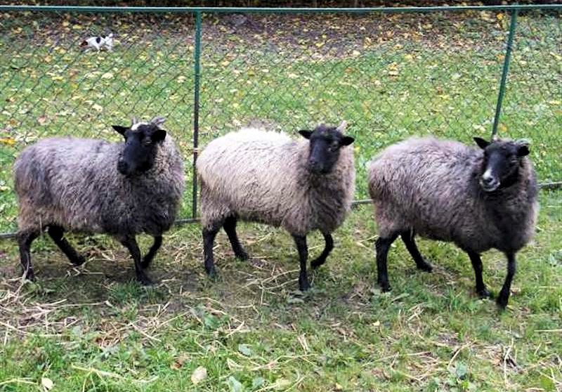 Kompleks Turystyczny Sudety - BANDEROZA - zwierzta z mini zoo orodka